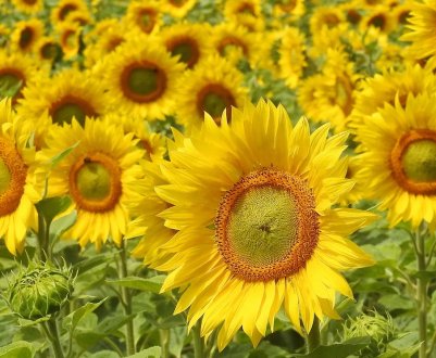 Названі найбільш небезпечні шкідники соняшнику в Україні