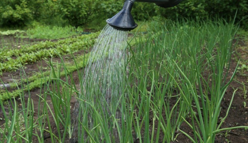 Полив нашатирним спиртом Полив нашатирним спиртом