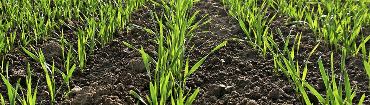 Ставропольським аграріям вдалося зберегти озимі на всі 100%