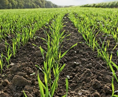 Ставропольським аграріям вдалося зберегти озимі на всі 100%