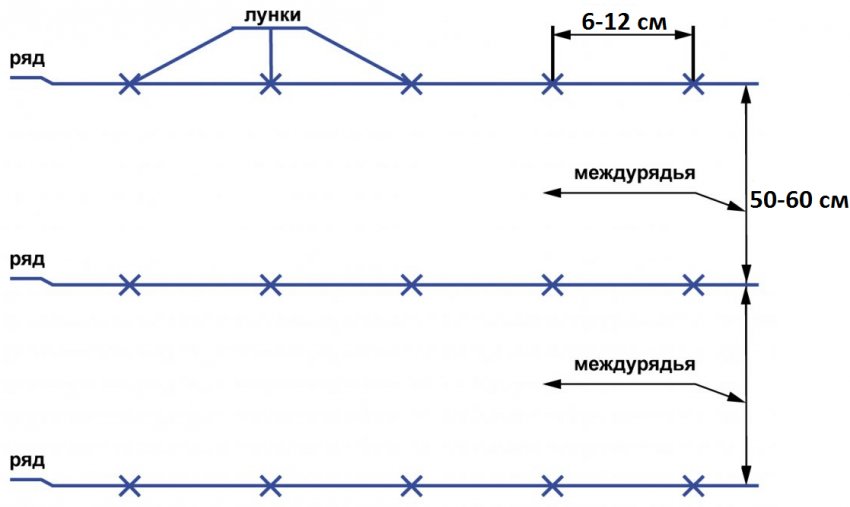 Схема посіву огірків Схема посіву огірків