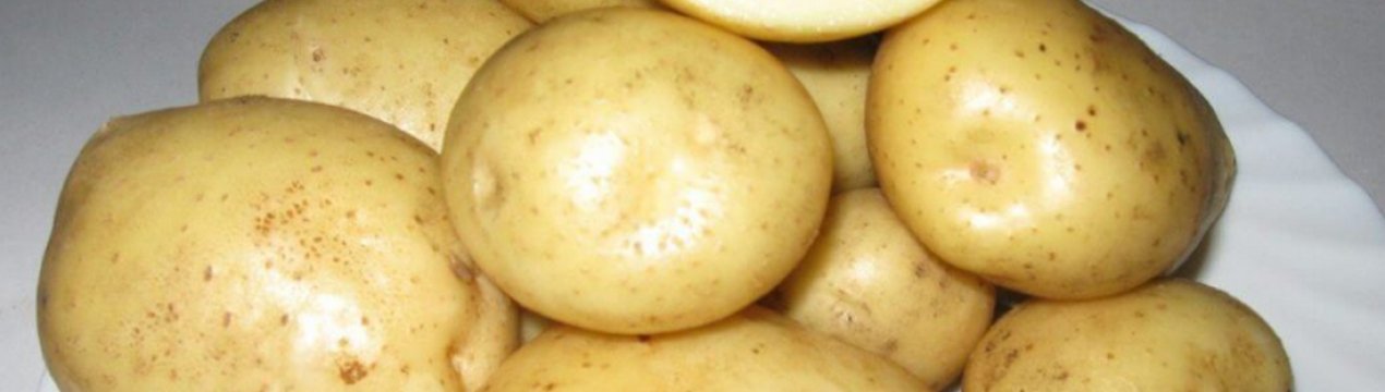 Описание и характеристики картофеля сорта Тимо