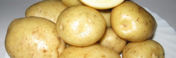 Описание сорта картофеля Тимо его характеристика и урожайность