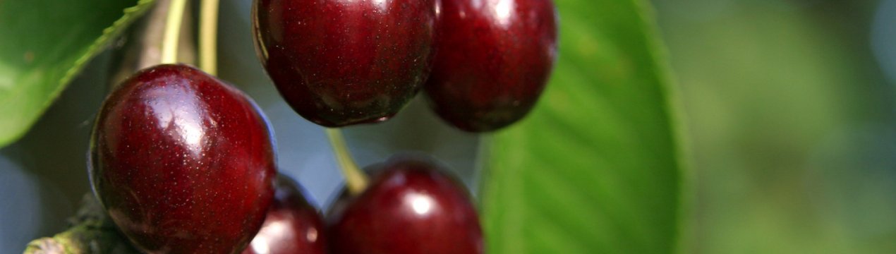 Особливості посадки черешні сорту Наполеон і догляду за нею