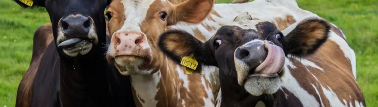 Томські тваринники вибилися в лідери виробництва