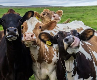 Томські тваринники вибилися в лідери виробництва