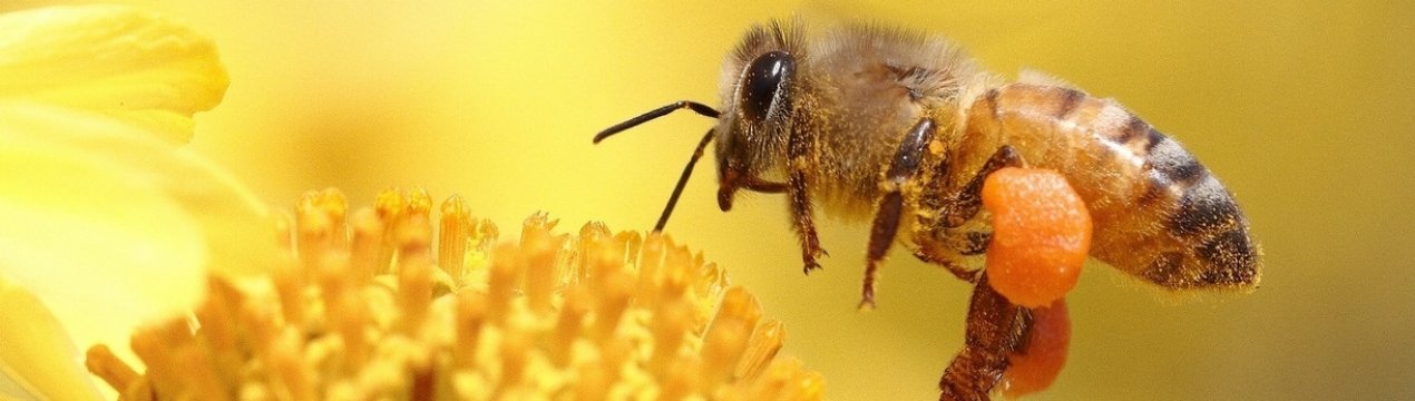 К какому классу относятся пчелы?