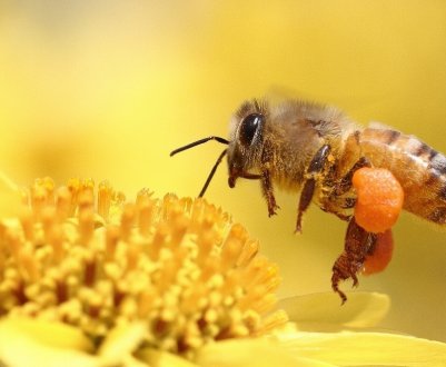 До якого класу відноситься бджола?
