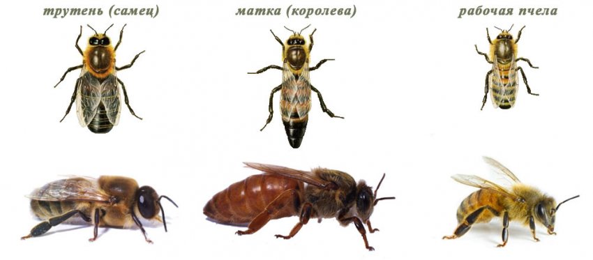 Внешний вид пчёл