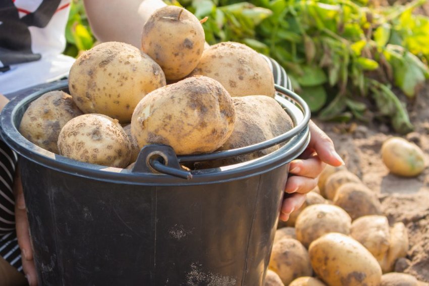 Картопля Тімо