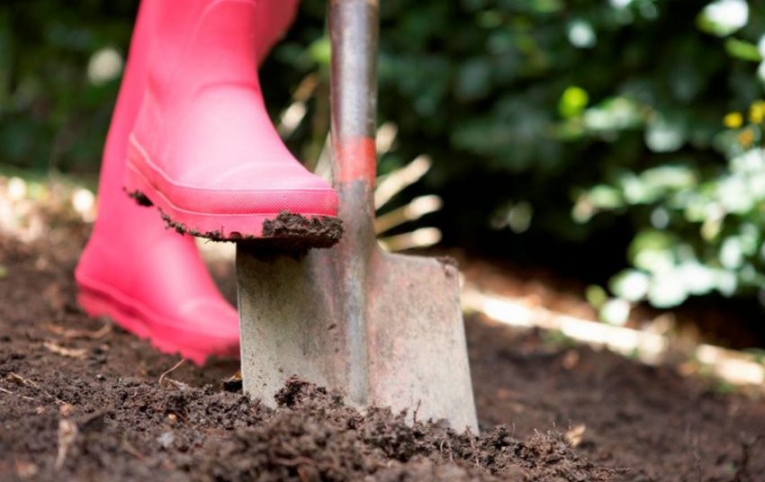 Підготовка ґрунту для посадки картоплі