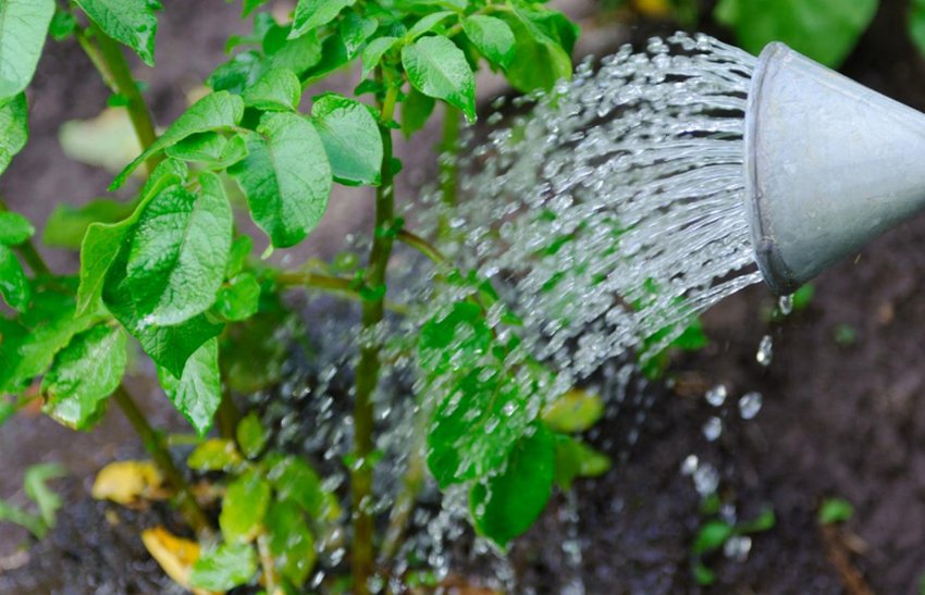 Полив картоплі