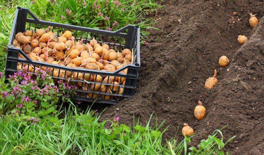 Посадка картоплі Посадка картоплі