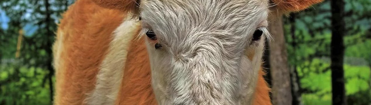 Мордовський фермер годує улюблених корівок крейдою і цукром