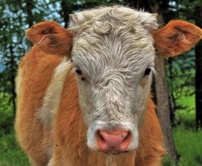 Мордовський фермер годує улюблених корівок крейдою і цукром