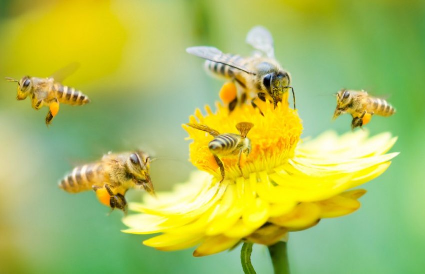 Лакомства пчёл