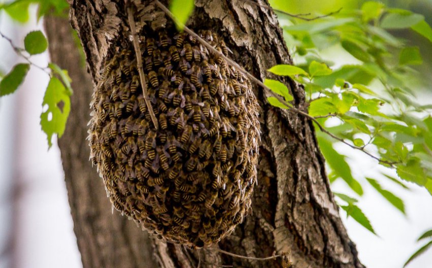 Зона проживания пчёл