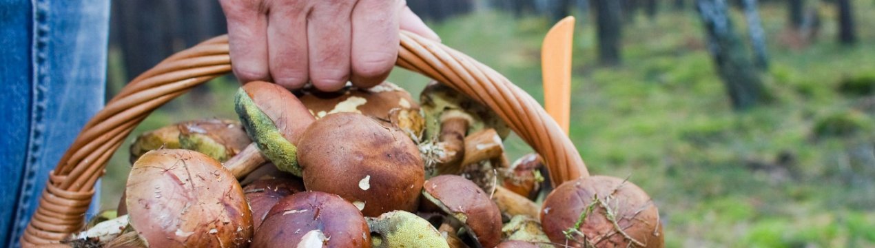 На допомогу російським грибникам прийдуть «розумні» машини