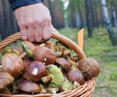 На допомогу російським грибникам прийдуть «розумні» машини