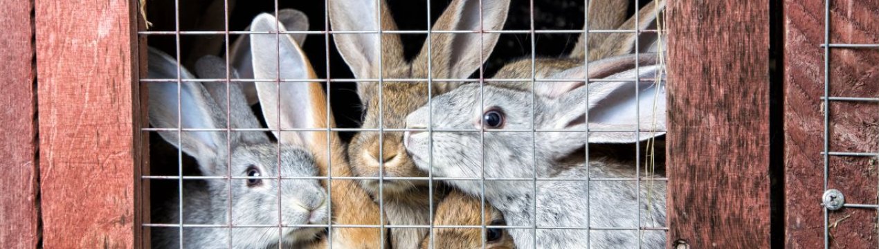 Содержание кроликов в вольерах: подробный опыт, плюсы и минусы .