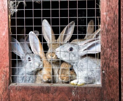 Утримання кроликів у вольєрах: плюси і мінуси, особливості облаштування