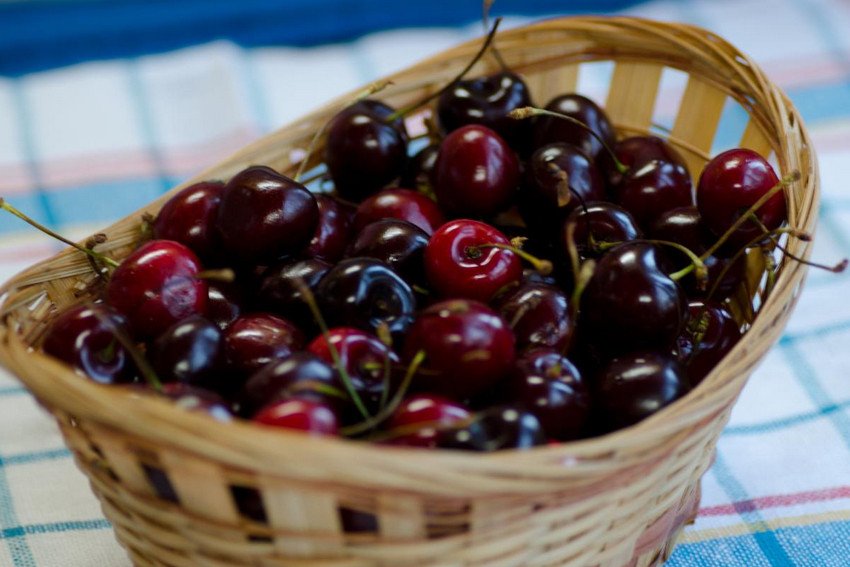 Збір врожаю черешні Збір врожаю черешні