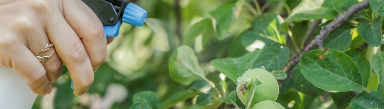 Особливості обробки яблунь від хвороб і шкідників восени