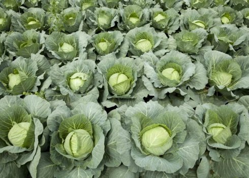 Капуста Глорія: особливості та характеристика сорти, вирощування і догляд