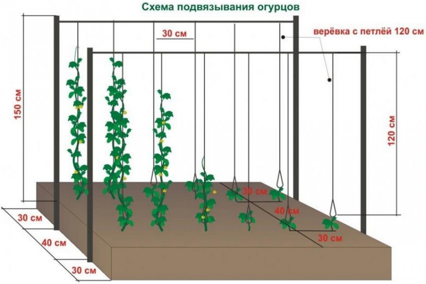 Підв'язка огірків Підв'язка огірків