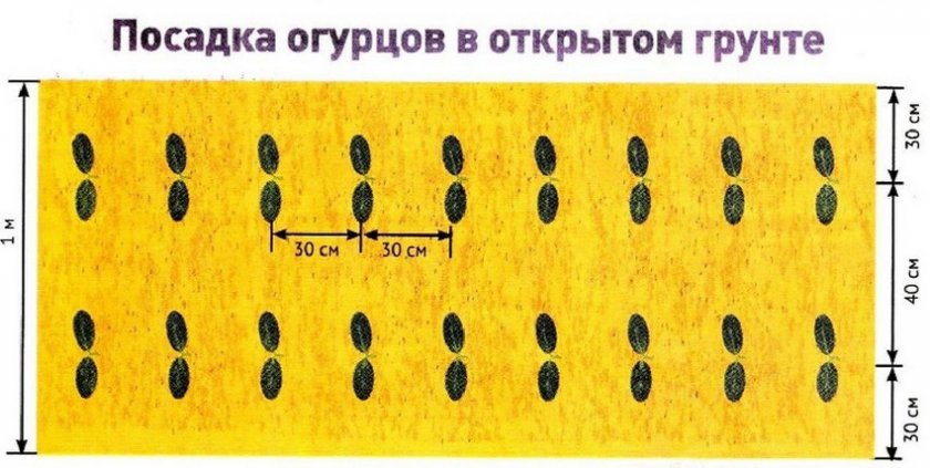 Схема посадки огурцов в открытый грунт Схема посадки огурцов в открытый грунт