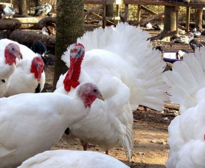 Як різати індиків