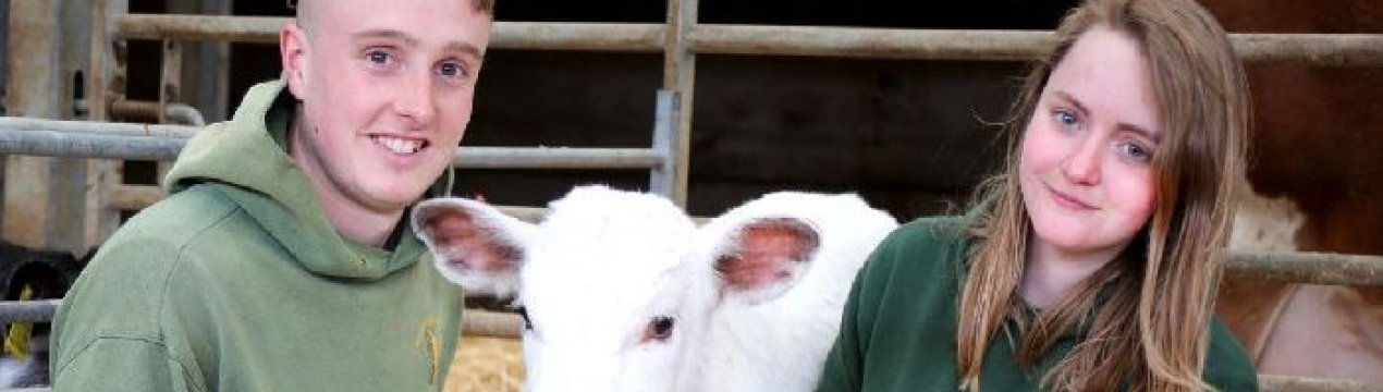 На фермі в Південному Йоркширі народився рідкісний білий бичок