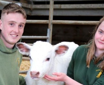 На фермі в Південному Йоркширі народився рідкісний білий бичок