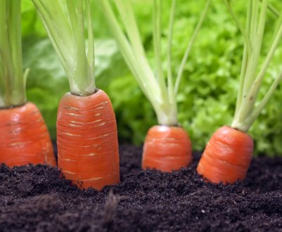 Посадка моркви на туалетному папері своїми руками