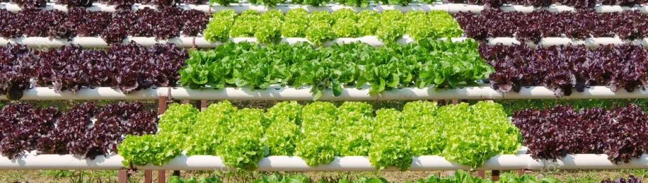 Іспанські слимаки наступають: в небезпеці сади і городи України