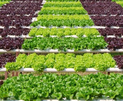 Іспанські слимаки наступають: в небезпеці сади і городи України