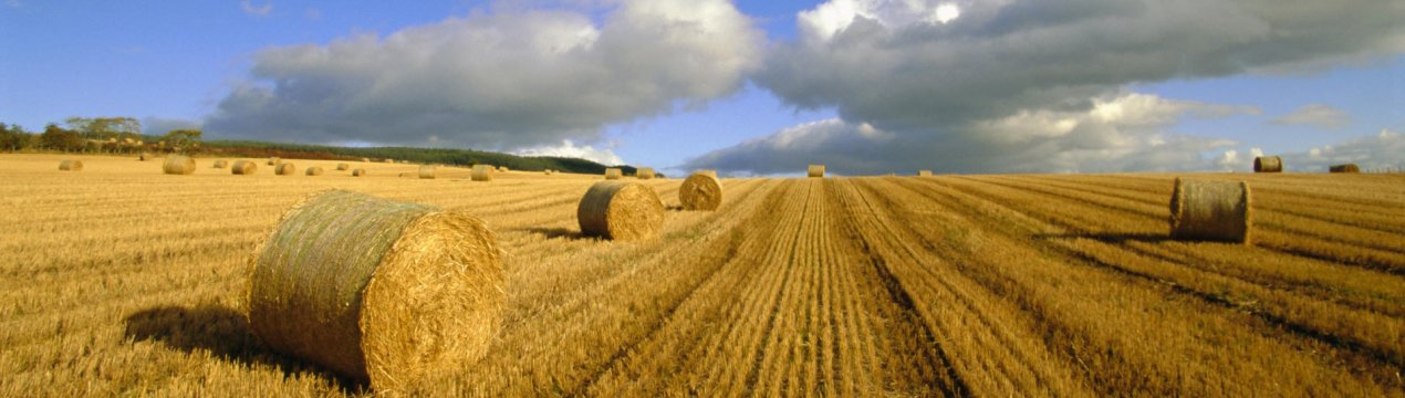 У США ціна сільськогосподарської землі залишається стабільною