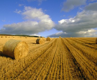 У США ціна сільськогосподарської землі залишається стабільною