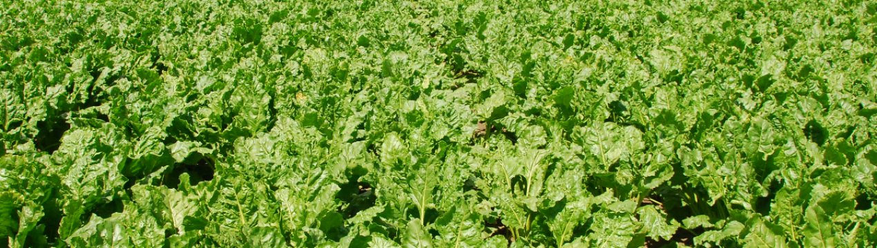 Агрохолдинг "Астарта" засіяв цукровим буряком 18 тисяч гектарів