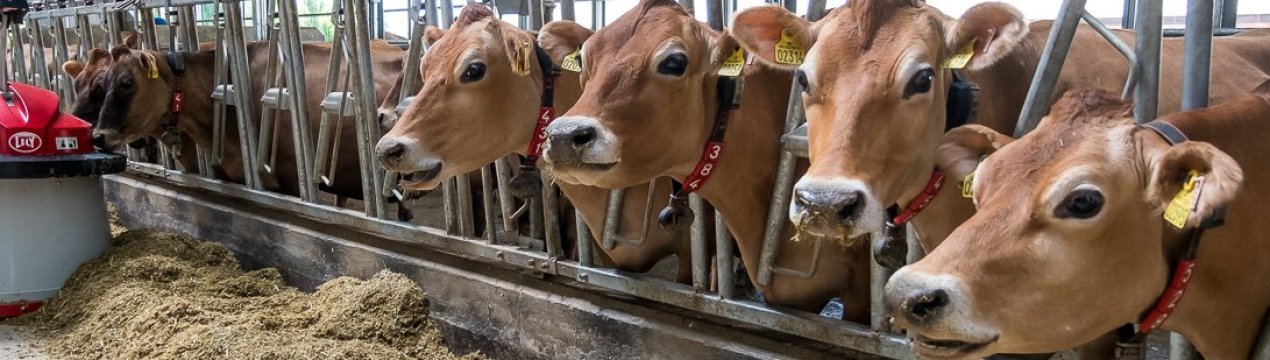 Ферму з биками організувала переселенка із зони АТО