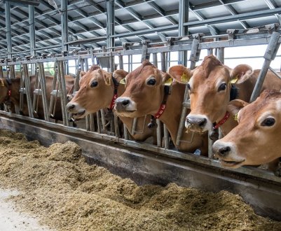 Ферму з биками організувала переселенка із зони АТО