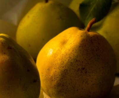 Особливості посадки і догляду за грушею сорти Микола Крюгер