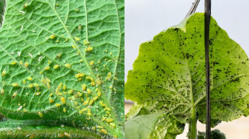 зелена і чорна тля на огірках зелена і чорна тля на огірках