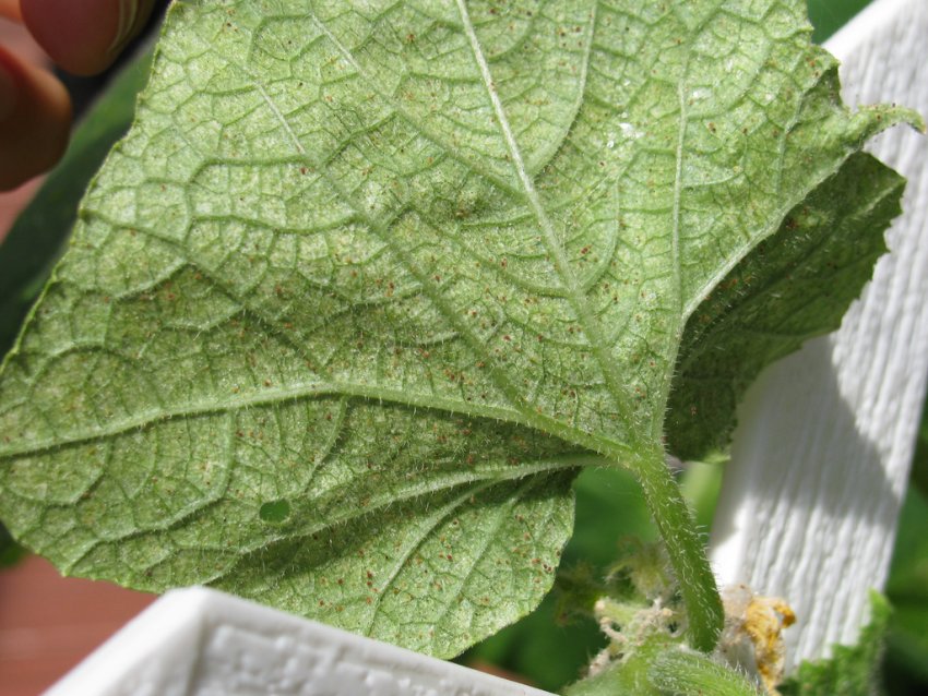 Павутинні кліщі на листку огірка Павутинні кліщі на листку огірка