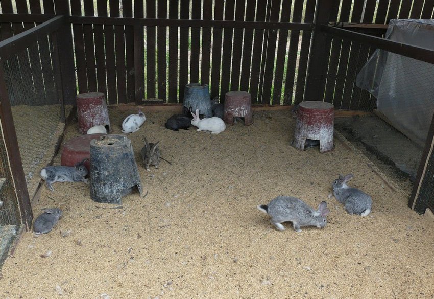 Кролики Кролики