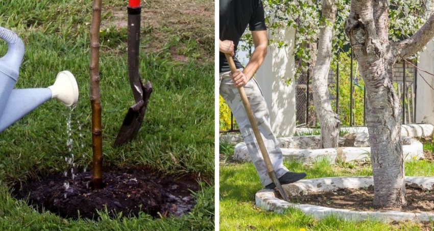 Полив і розпушування пристовбурового кола Полив і розпушування пристовбурового кола