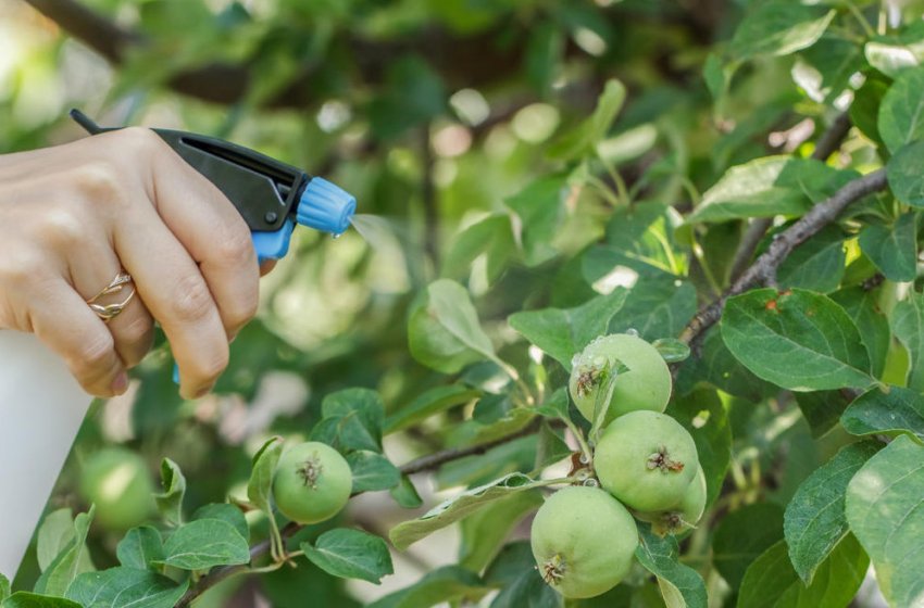 Позакореневе підживлення яблуні (обприскування) Позакореневе підживлення яблуні (обприскування)