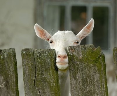 Коза не приходить у полювання: лікування