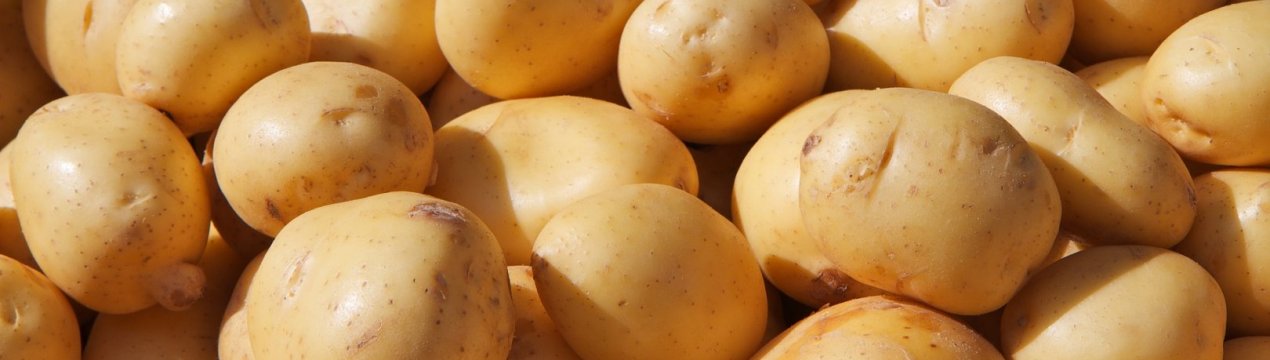 Картопля Фермер: характеристика та особливості вирощування сорту