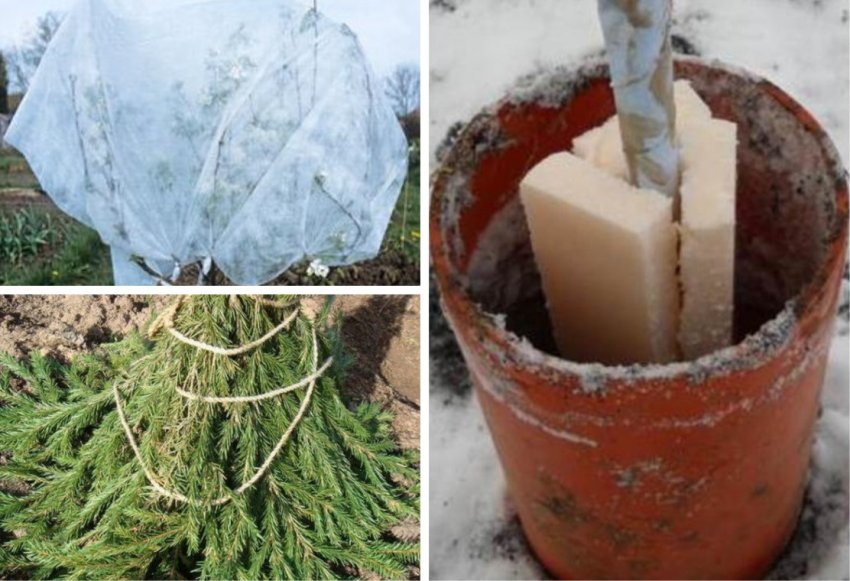 Підготовка яблуні до зимівлі Підготовка яблуні до зимівлі